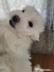 Bichon maltez pui