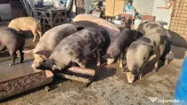 Vand porci de curte
