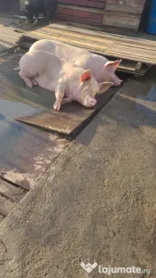Vand porci de curte