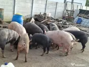 Vand porci de curte