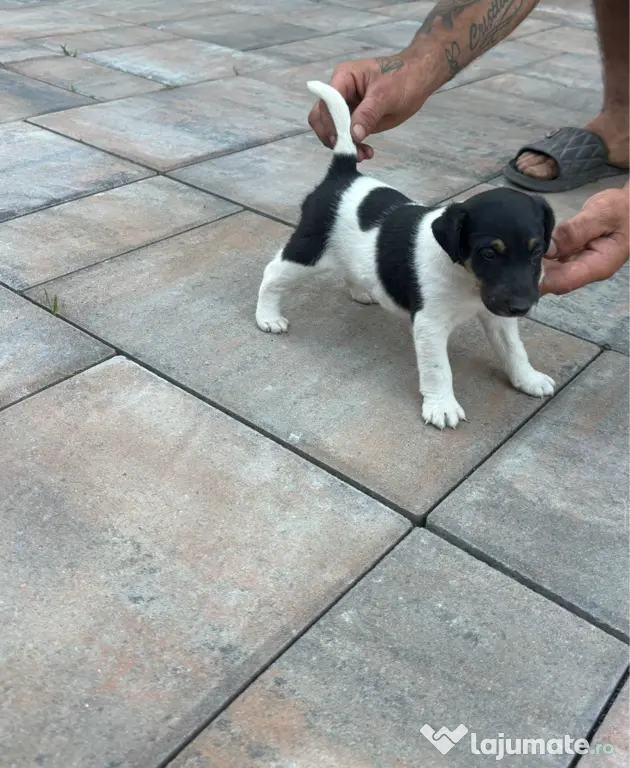 Fox Terrier