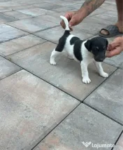 Fox Terrier