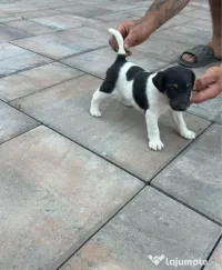 Fox Terrier 