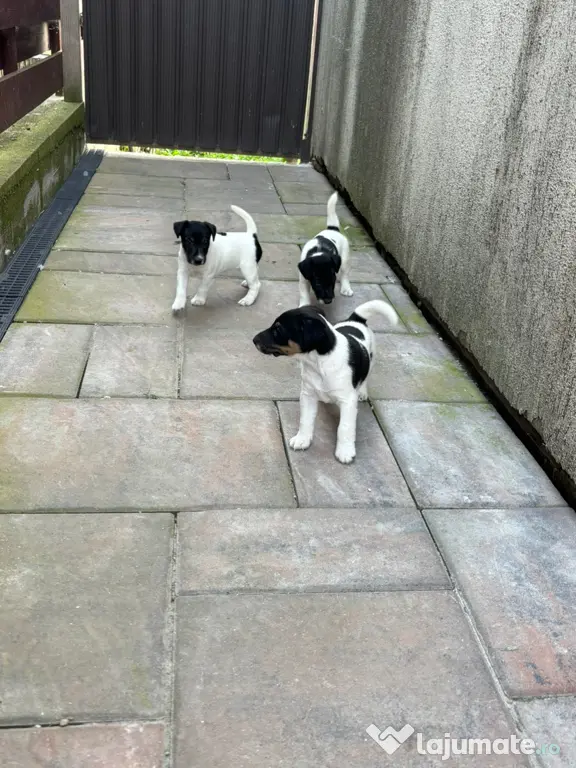 Fox Terrier