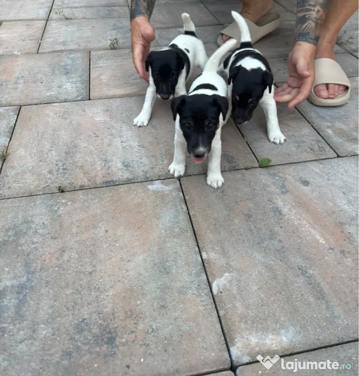 Fox Terrier