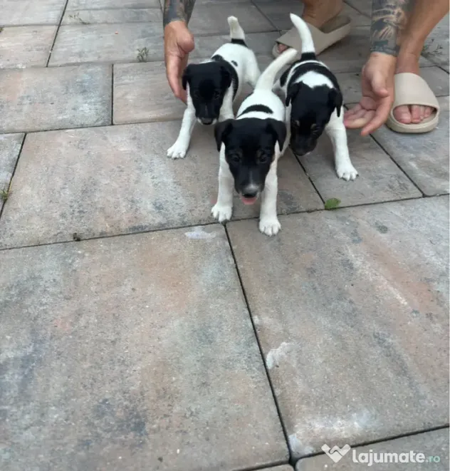 Fox Terrier