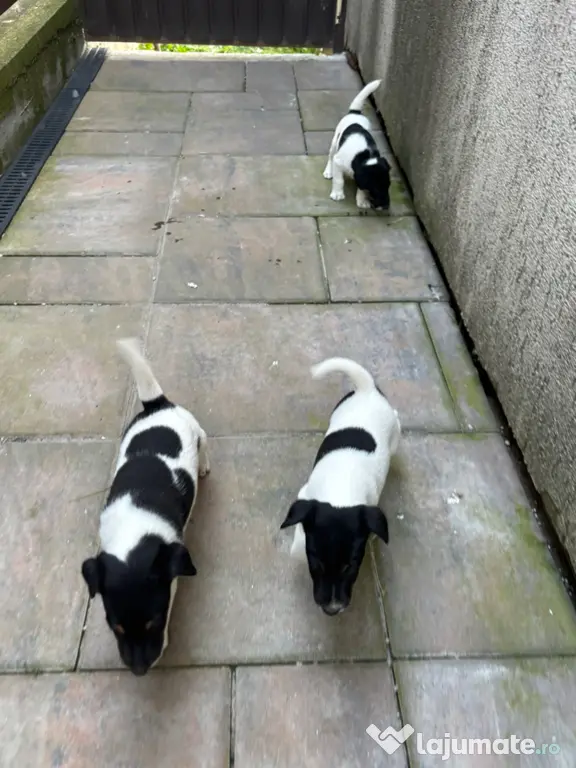Fox Terrier