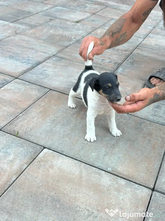 Fox Terrier