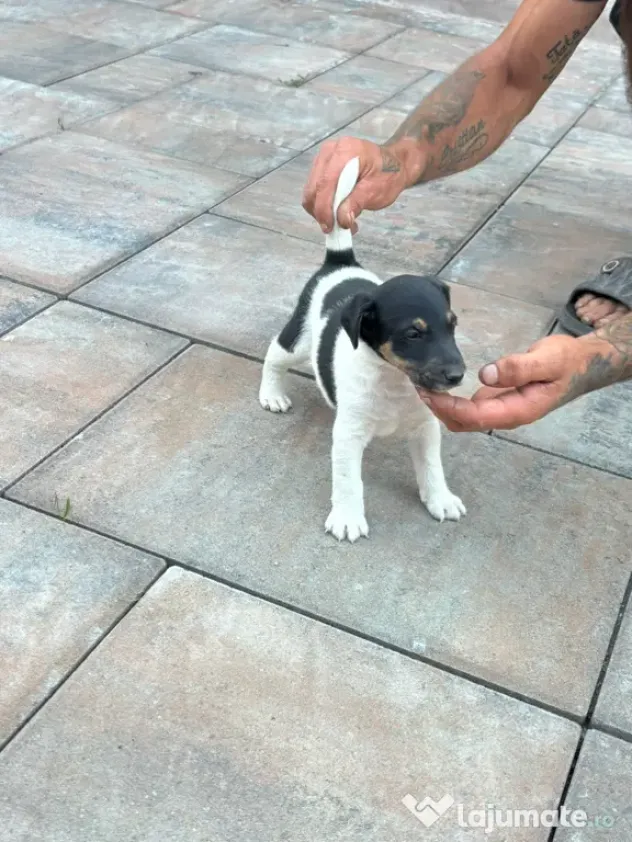 Fox Terrier