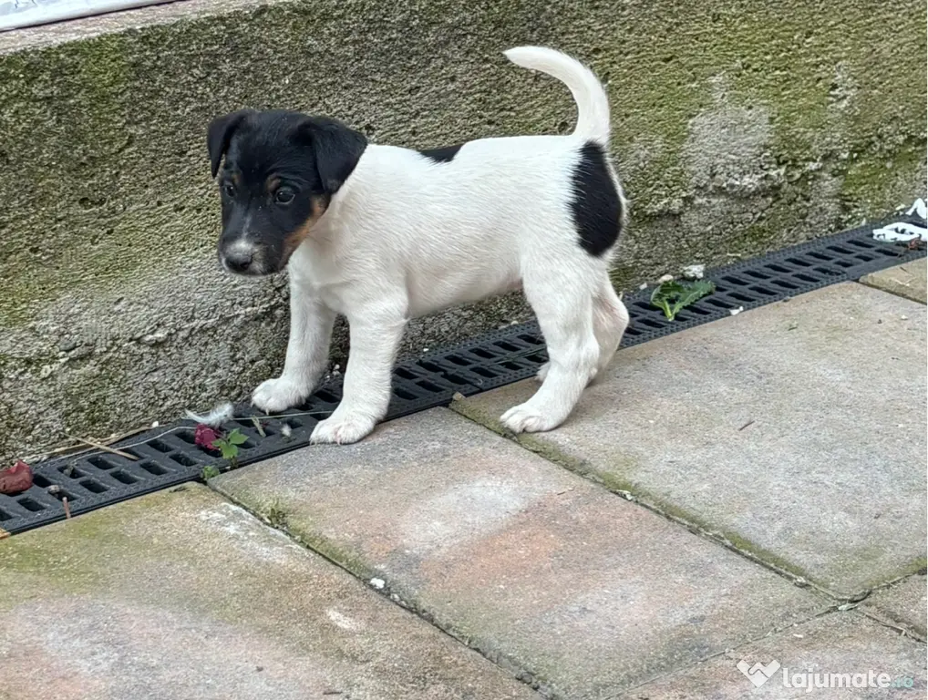 Fox Terrier