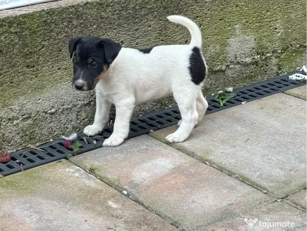 Fox Terrier