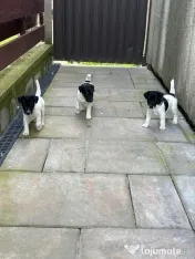 Fox Terrier