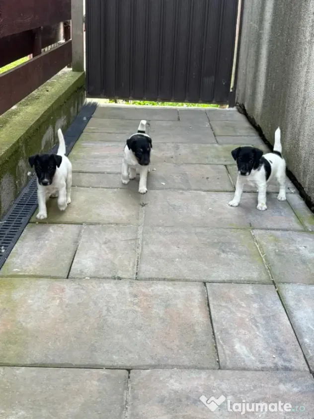 Fox Terrier