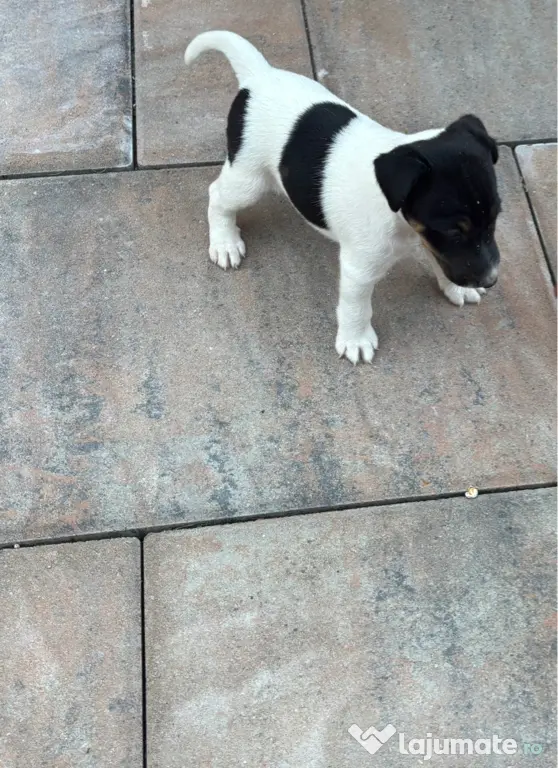 Fox Terrier