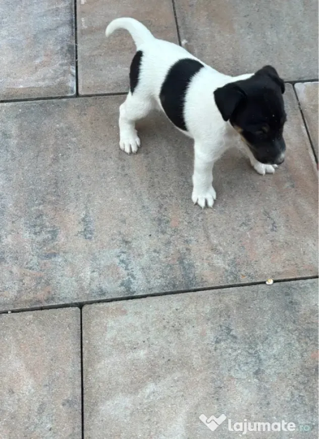Fox Terrier