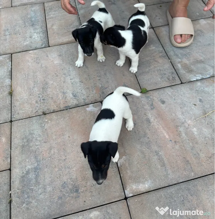 Fox Terrier