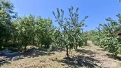 Casa Teiu Deal 84 mp toate conditile mutare imediata