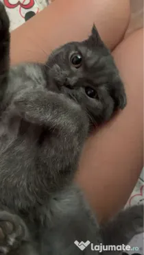 Motanel British x Shorthair Fold