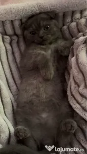 Motanel British x Shorthair Fold 