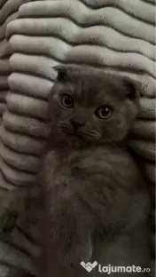 Motanel British x Shorthair Fold 