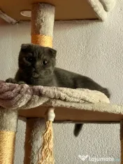 Motanel British x Shorthair Fold 