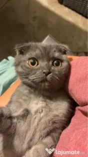 Motanel British x Shorthair Fold 