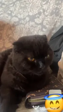 Pisica british si pisica scottish fold