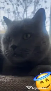 Pisica british si pisica scottish fold 