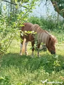 Ponei mascul 2.5 ani