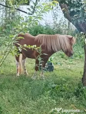 Ponei mascul 2.5 ani 