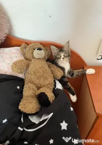 Pui Maine coon mascul