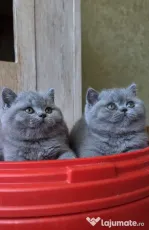British blue mascul si femela sunati pt. detalii
