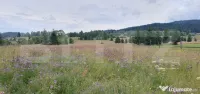 Teren intravilan, 5.869 mp, zona Carlibaba - Vatra Dornei 