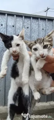Pisici spre adoptie 