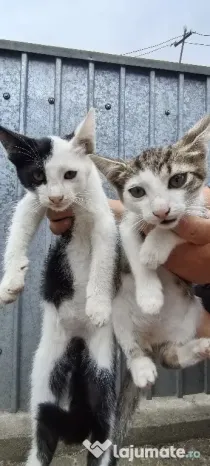 Pisici spre adoptie