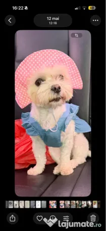 Bichon maltez