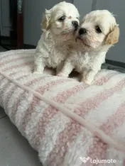 Bichon maltez 