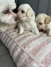 Bichon maltez 