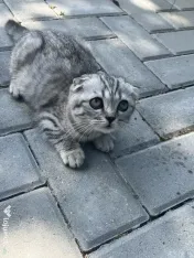 Pui Scottish Fold 