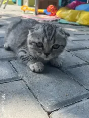 Pui Scottish Fold 