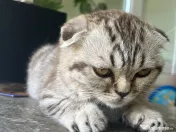 Pui Scottish Fold 