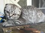 Pui Scottish Fold