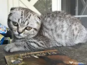 Pui Scottish Fold 