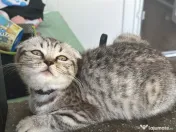 Pui Scottish Fold 