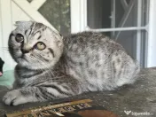 Pui Scottish Fold 