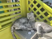 Pui Scottish Fold 