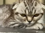 Pui Scottish Fold 