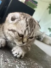Pui Scottish Fold 