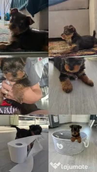 Pui yorkshire terrier TOY