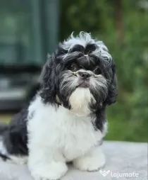 Cățeluș Shih Tzu adorabil, alb-negru